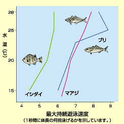 グラフ：縦軸に水温（℃）、横軸に速度。イシダイ、マアジ、ブリの水温が高くなるにつれ遊泳能力が高くなっていく様子をあらわしています