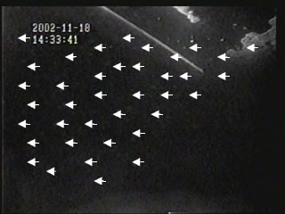 ヒラメの繁殖行動9