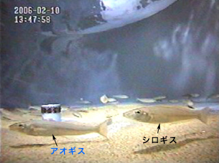 解説写真(1)