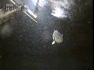 魚の繁殖生態 スズキ