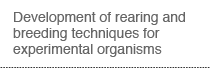 Development of rearing and breeding techniques for experimental organisms