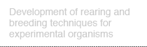 Development of rearing and breeding techniques for experimental organisms