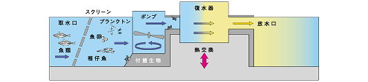 模式図:発電所の取水口から取り込まれた海水が放水口へ流れる様子が断面図で描かれています