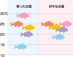 図：魚が好む水温は、飼育された環境の水温に影響されることをイラストで表しています