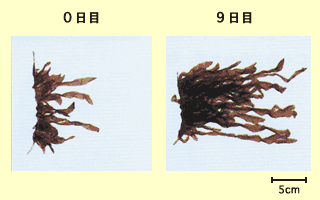 写真：0日目と9日目のノリの成長の大きさが示されています