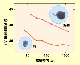 グラフ：縦軸に50％致死温度（℃）、横軸に接触時間（分）