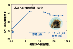 グラフ：縦軸に半数致死温度（℃）、横軸に受精後の経過日数