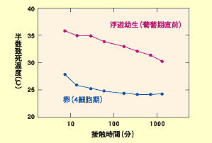 グラフ：縦軸に半数致死温度（℃）、横軸に接触時間（分）。卵（４細胞期）と浮遊幼生（葡萄期直前）の温度耐性を示しています