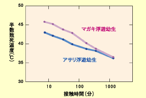 グラフ：縦軸に半数致死温度（℃）、横軸に接触時間（分）。アサリ浮遊幼生とマガキ浮遊幼生の温度耐性が比較されています