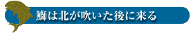 鰤は北が吹いた後に来る