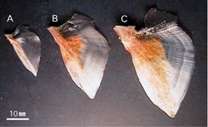 写真：大きさの違う３種類のえら蓋の骨の写真です