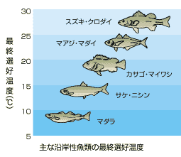 図：縦軸に温度（℃）を目盛り、低い方から高い方へ、マダラ、サケ・ニシン、カサゴ・マイワシ、マアジ・マダイ、スズキ・クロダイのイラストが配されています