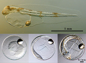 写真：シロギスの受精卵と仔魚の顕微鏡写真です