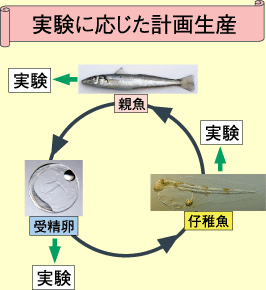 図：実験に応じた計画生産。受精卵から仔稚魚、親魚そしてまた受精卵というふうに環流する写真があります