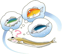 イラスト：イカナゴの子供が、自分は何の魚の子供だろうかと思い描いています