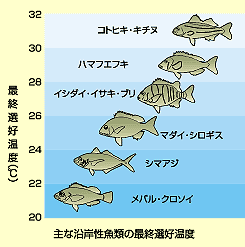 図：縦軸に温度（℃）を目盛り、低い方から高い方へ、メバル・クロイソ、シマアジ、マダイ・シロギス、イシダイ・イサキ・ブリ、ハマフエフキ、コトヒキ・キチヌの順でイラストが配されています