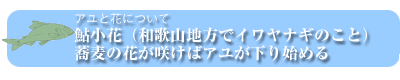 アユと花について:鮎小花(和歌山地方でイワヤナギのこと)、蕎麦の花が咲けばアユが下り始める