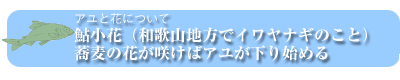 アユと花について：鮎小花（和歌山地方でイワヤナギのこと）、蕎麦の花が咲けばアユが下り始める