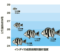 図：縦軸に温度（℃）、低い方から高い方へ、8ヵ月齢―11.2センチ、11ヵ月齢―12.5センチ、14ヵ月齢―14.9センチ、３ヵ月齢―7.6センチ、2ヵ月齢―3.3センチのイシダイのイラストが大きさを変えて配されています