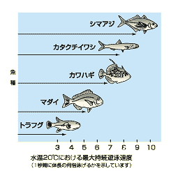 図：速い魚の順に、シマアジ、カタクチイワシ、カワハギ、マダイ、トラフグ