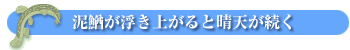 泥鰌が浮き上がると晴天が続く