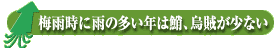 梅雨時に雨の多い年は鮹、烏賊が少ない