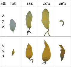 図：水温によって、成長の大きさが変わる様子が示されています