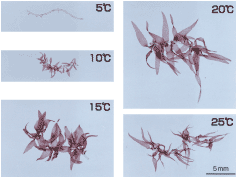 写真：ウップルイノリの5℃、10℃、15℃、20℃、25℃の成長の様子です
