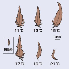 図：水温11℃、13℃、15℃。17℃、19℃、21℃での成長の様子